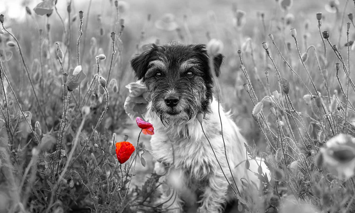 A dog looking at flowers