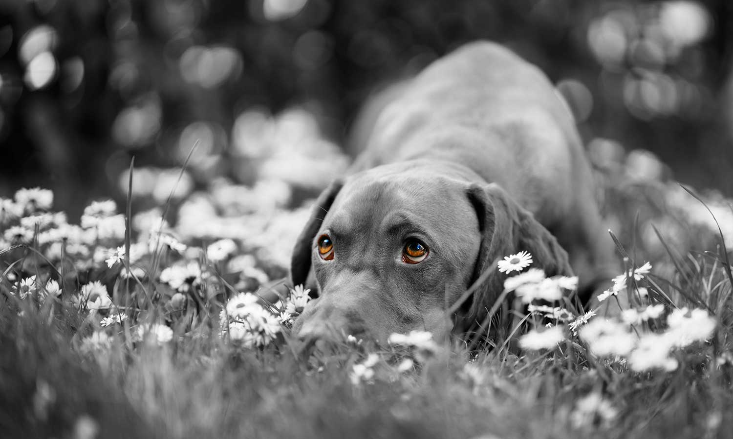 A hound dog laying in grass