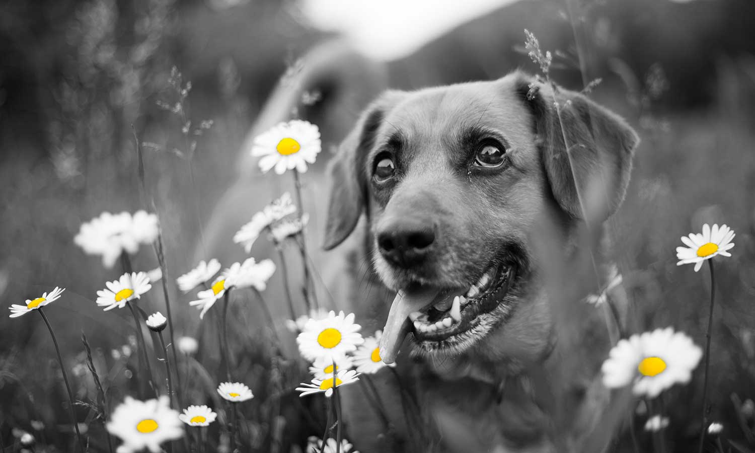 A dog among flowers