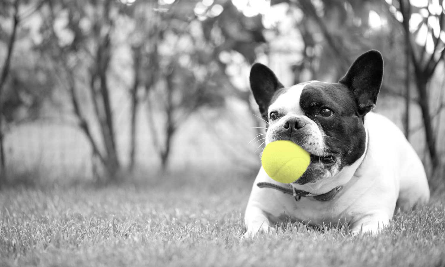 Frenchie playing with a ball