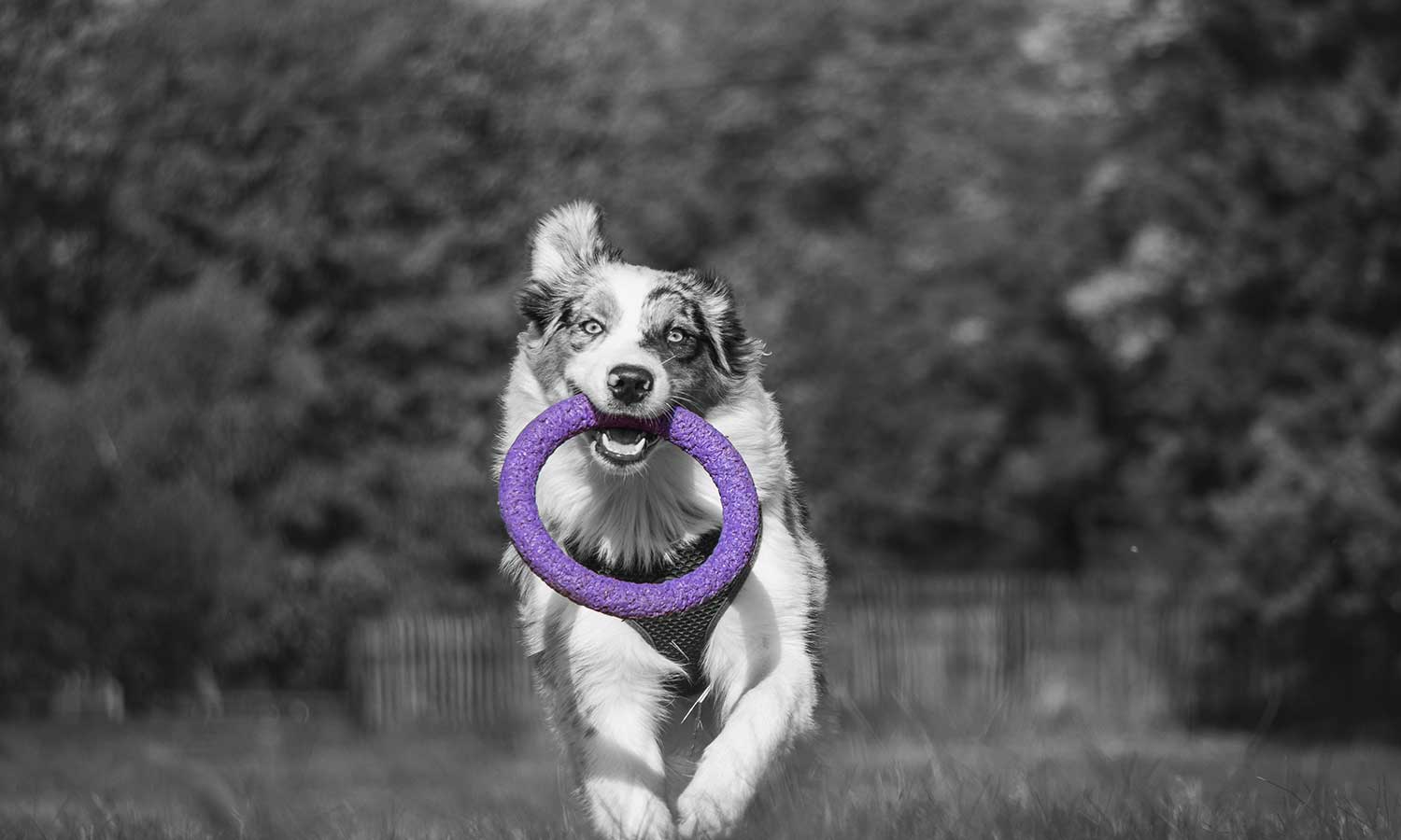 A running dog carrying a pull toy