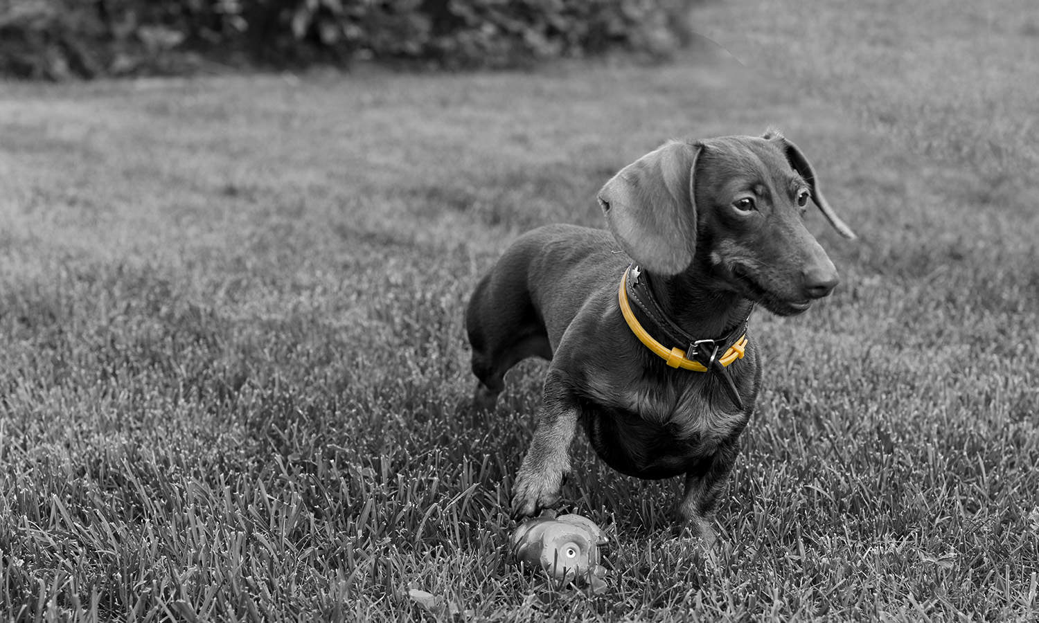 Dachshund