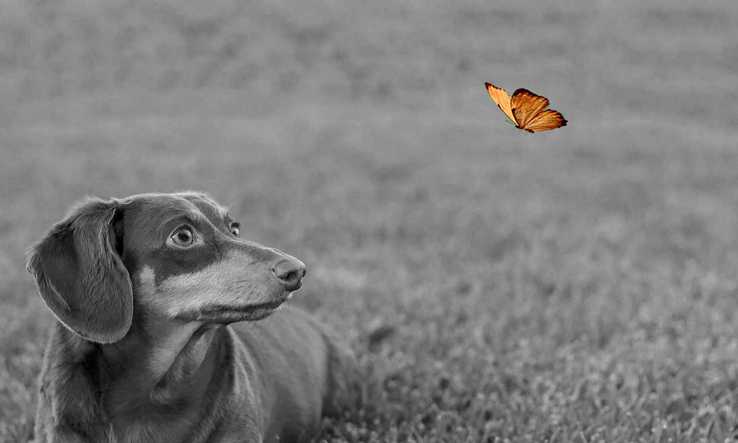 A dachshund looking at a butterfly