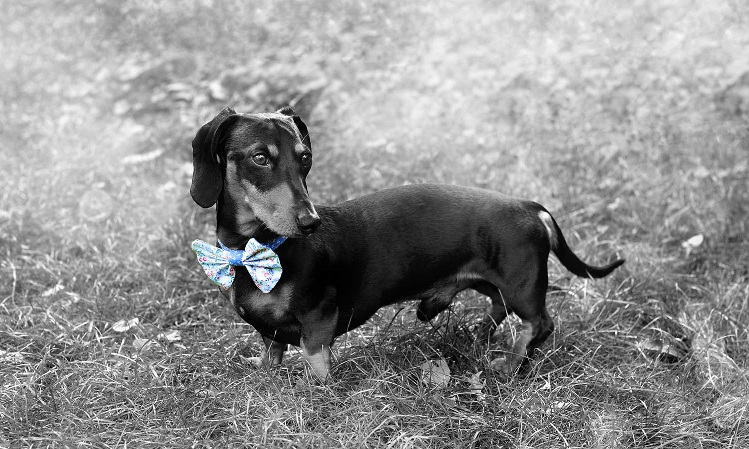 A dachshund wearing a bowtie