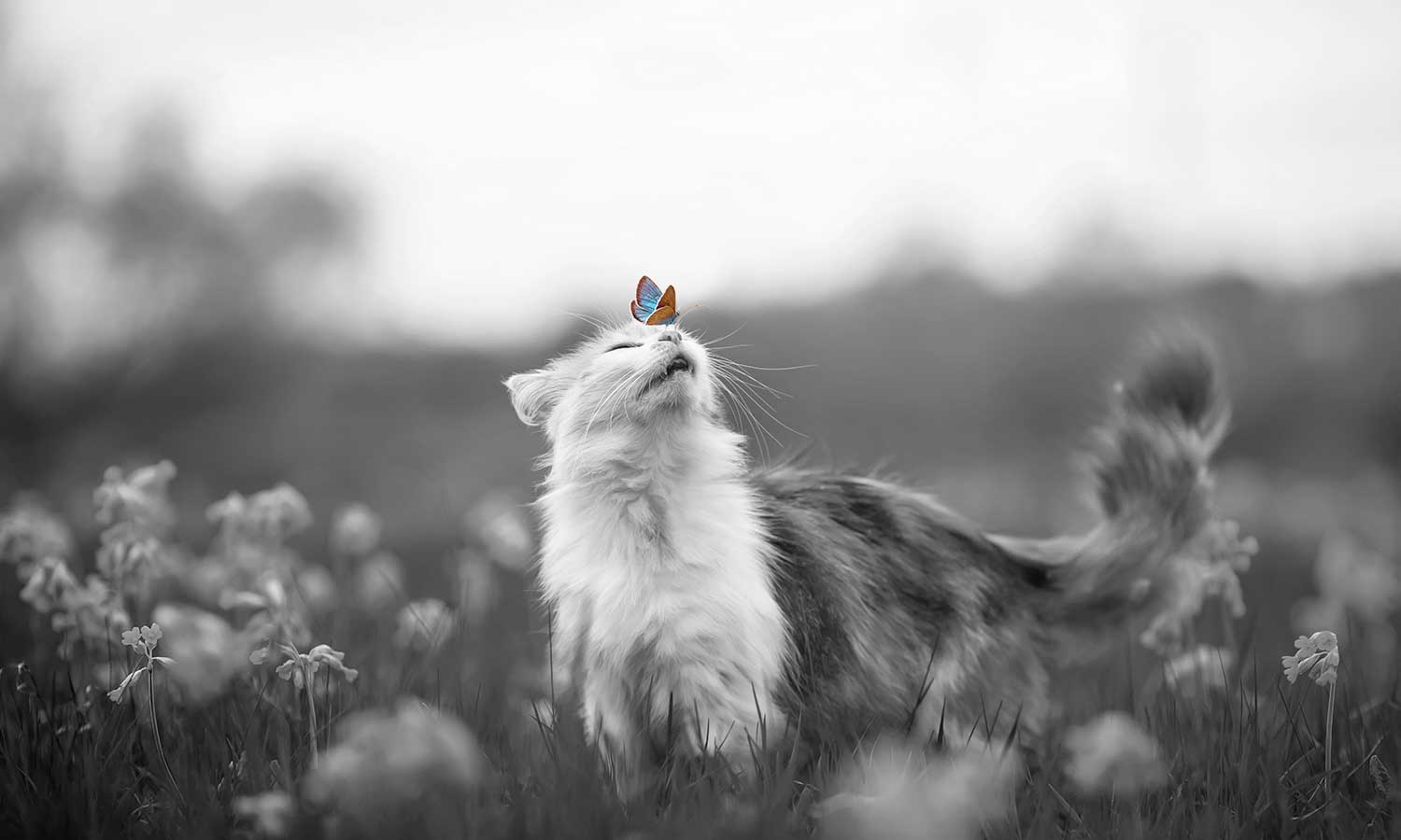 A cat with a butterfly on its nose